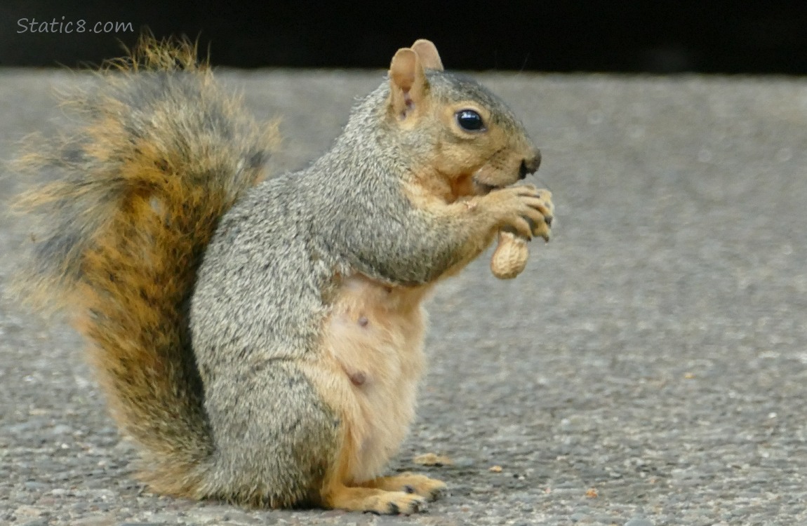 Squirrel sitting on the sidewalk, eating a peanut in the shell