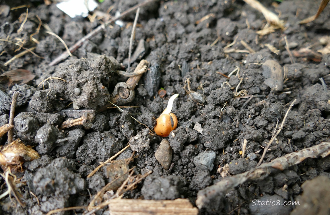 Fava bean in the dirt, germinating