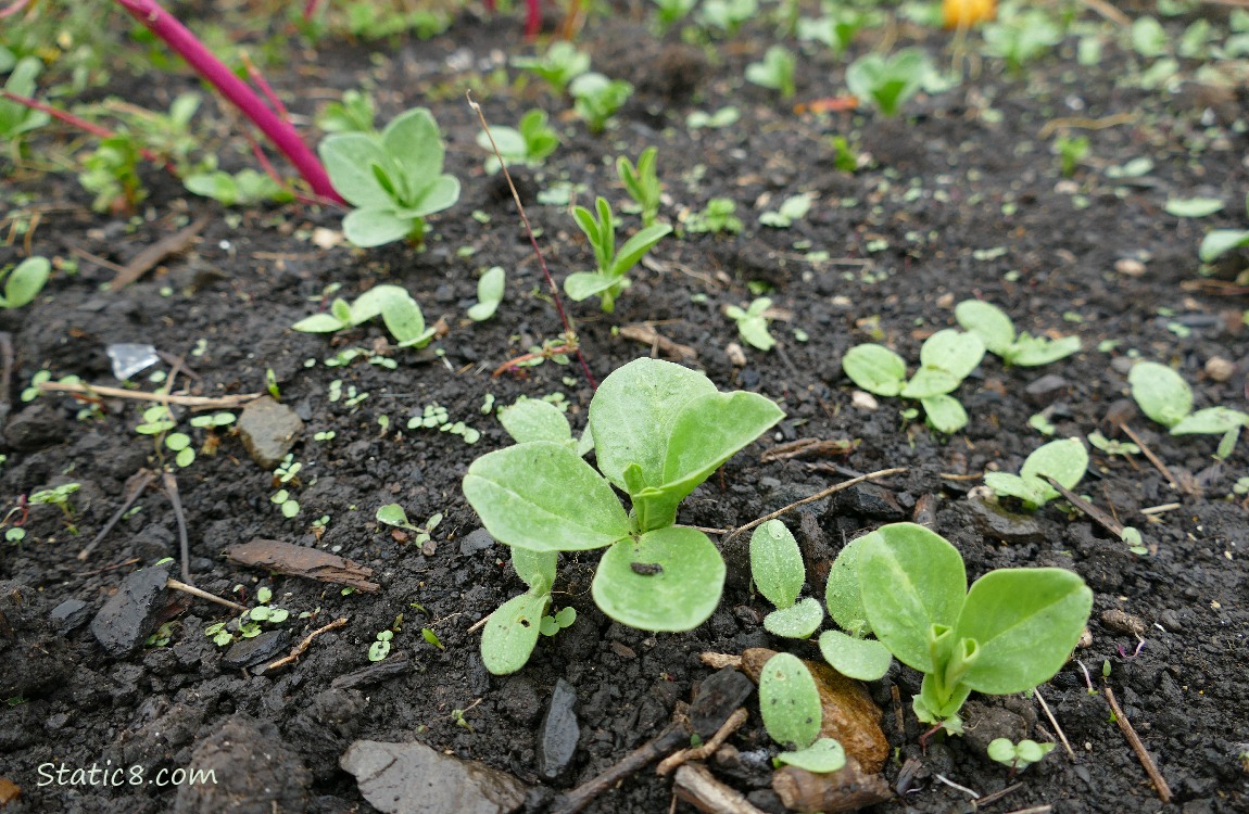 Fava seedlings coming up out of the dirt