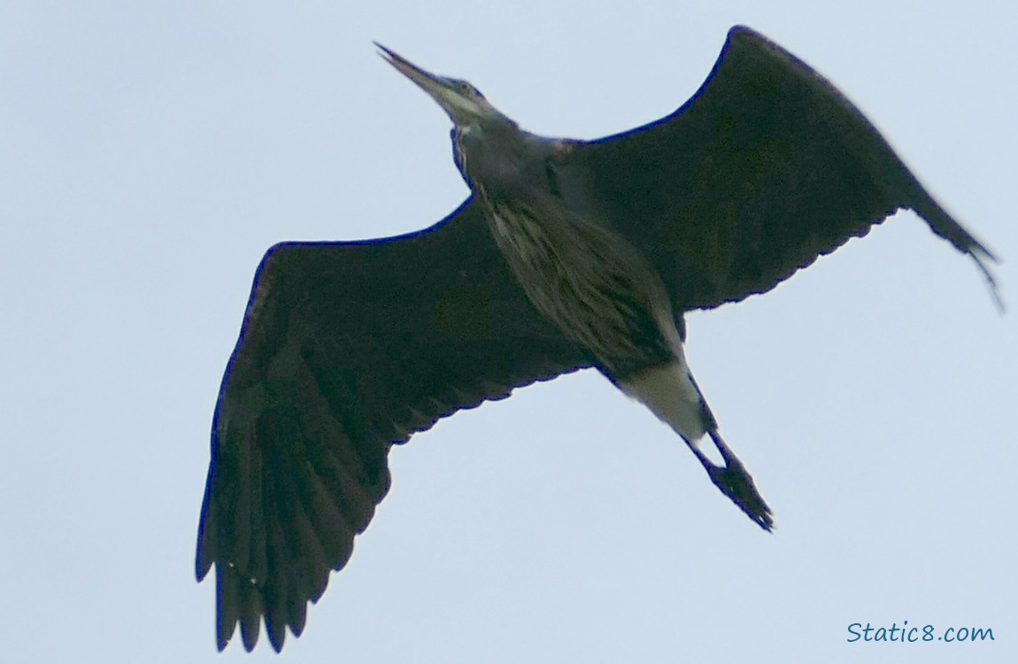 Great Blue Heron Flies