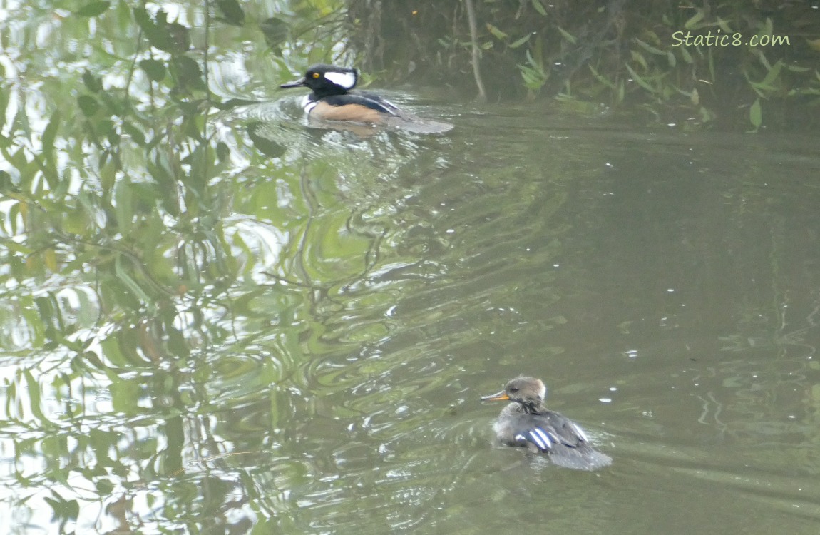 Male and female Hooded Mergansers, paddling on the water