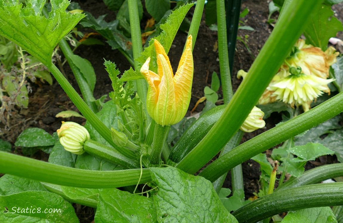 Zucchini plant