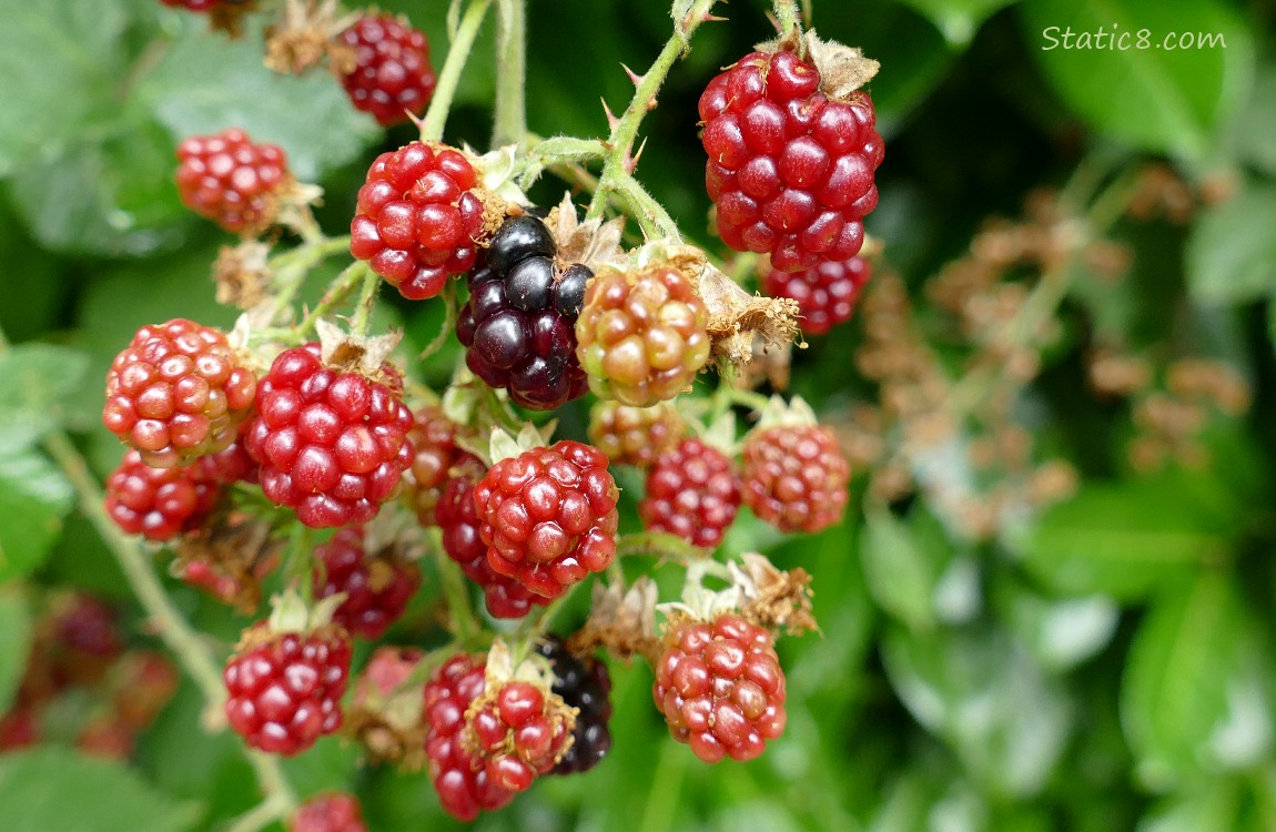 Blackberry fruits ripening on the vine