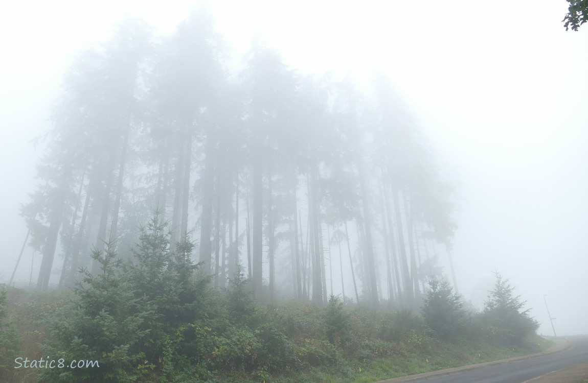 Foggy fir trees