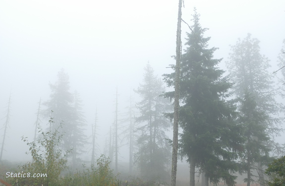 Dead fir trunks in the fog