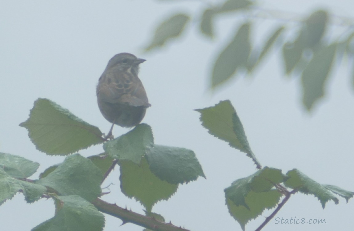 Foggy Song Sparrow standing on a blackberry vine