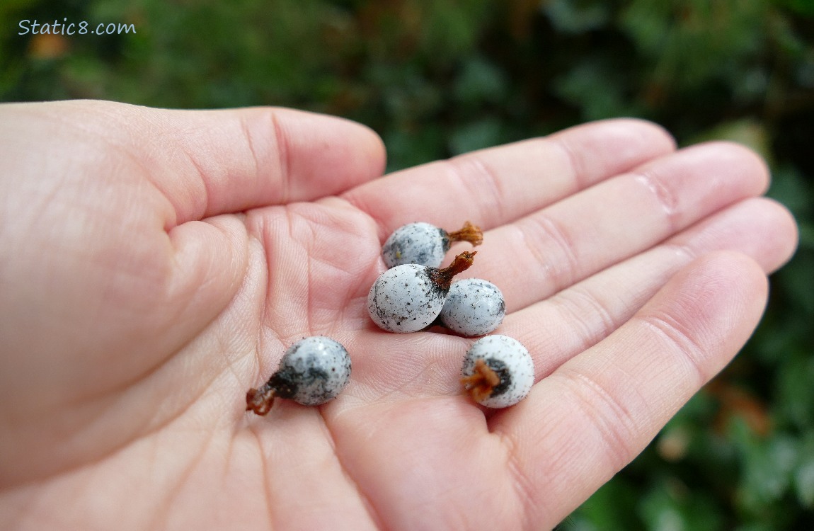 Picked Currants held in a hand