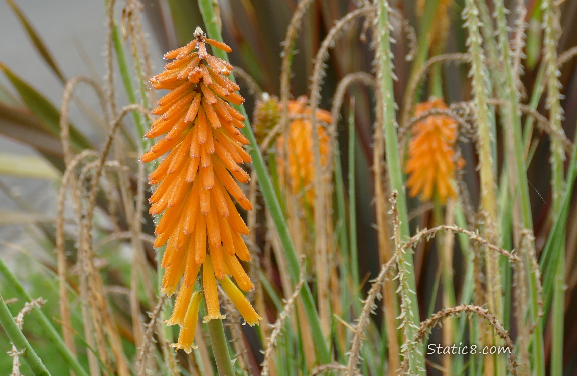 Red Hot Poker bloom