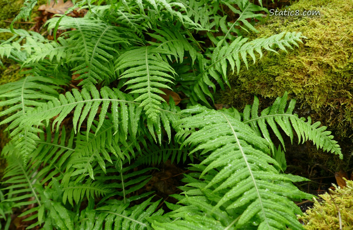 Sword Ferns and a mossy rock