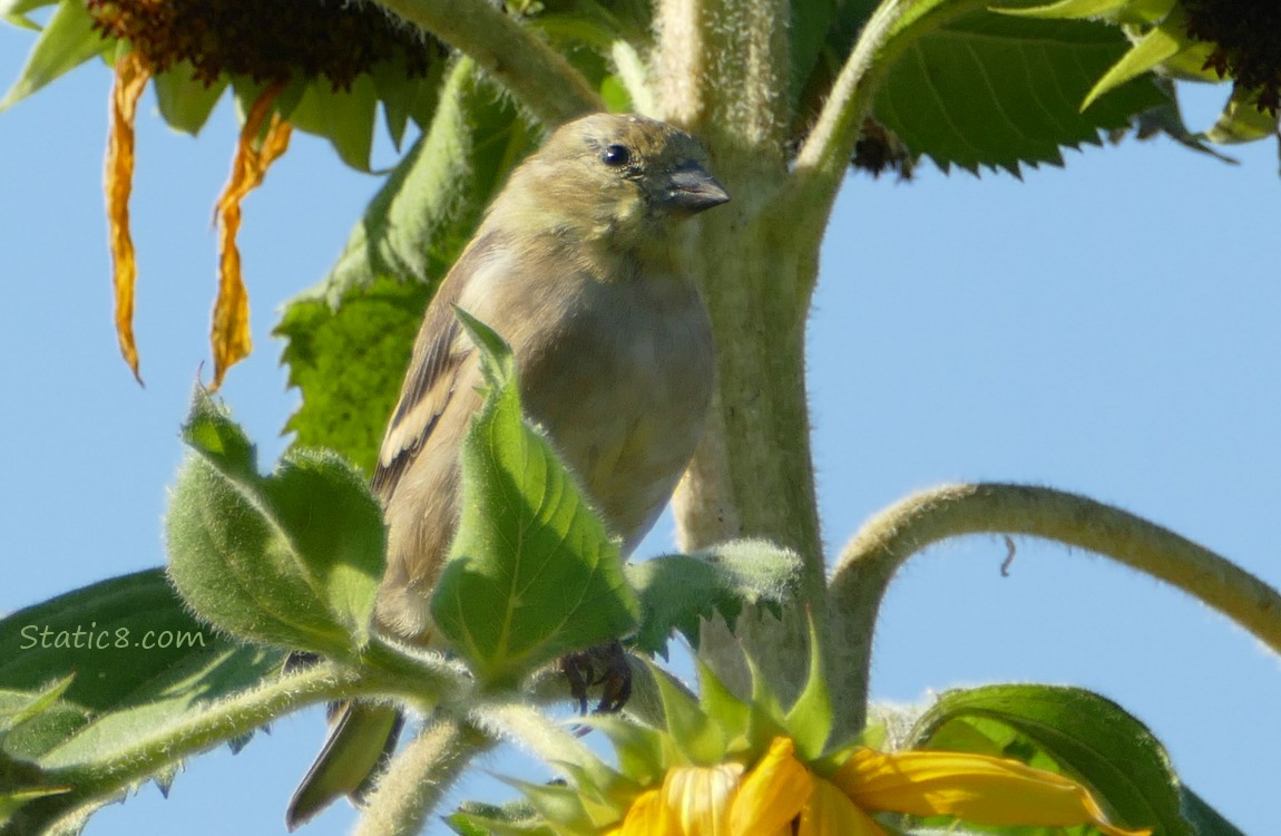 Goldfinch standing on a sunflower