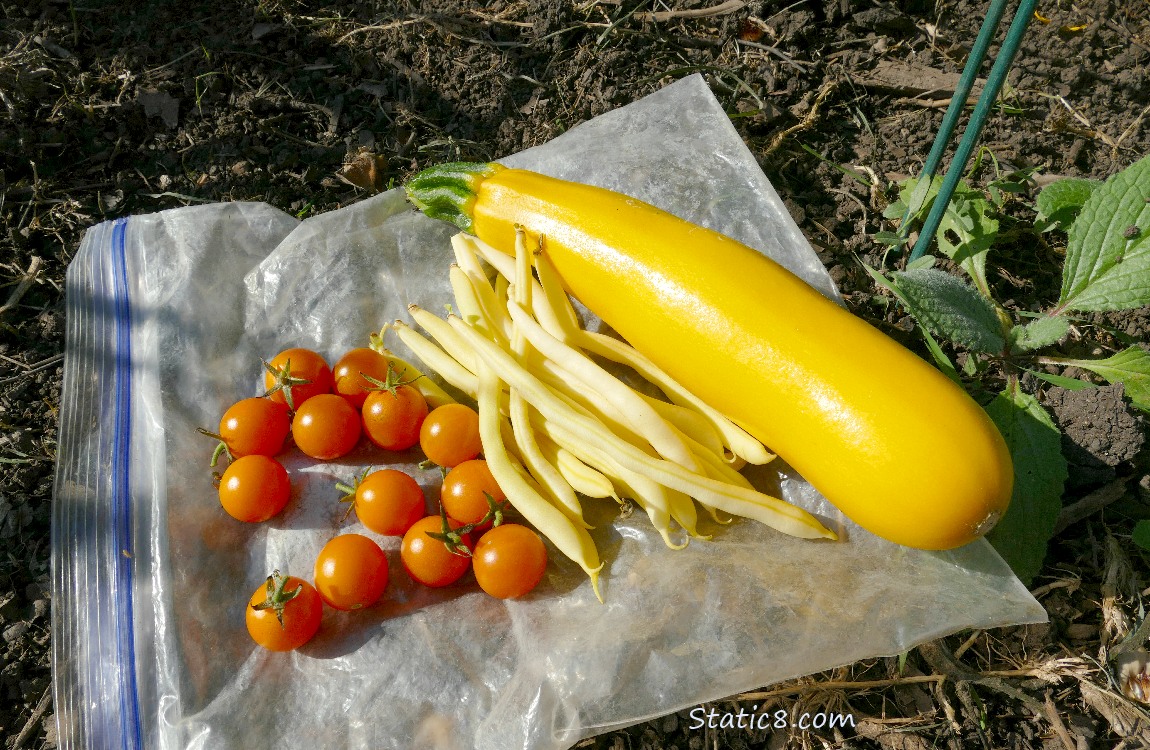 Harvested veggies laying on the ground