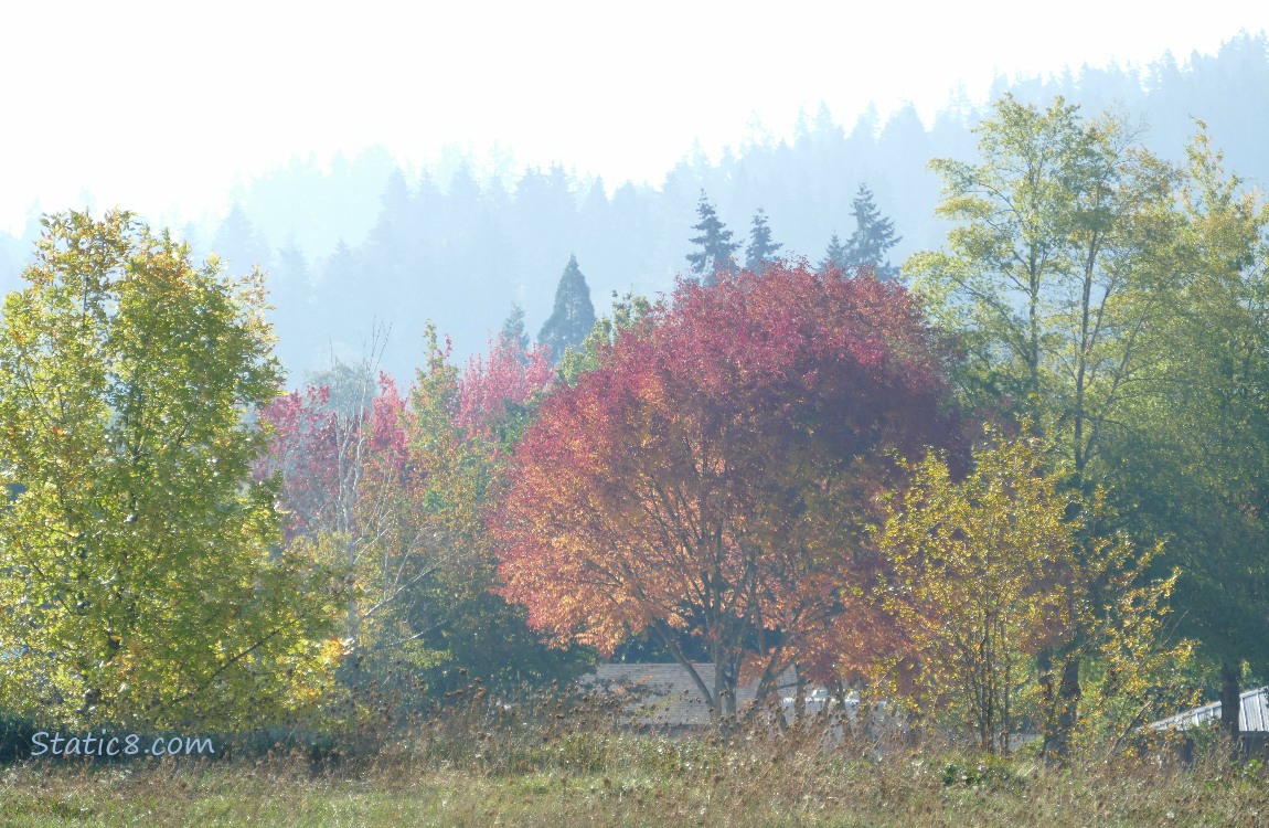 Trees on the hill