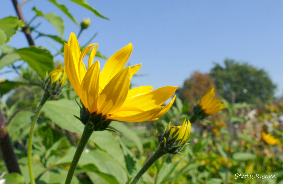 Sunchoke blooms