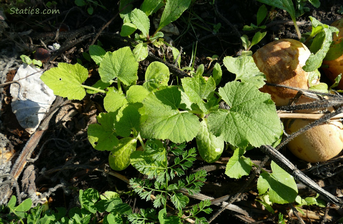 Squash seedlings