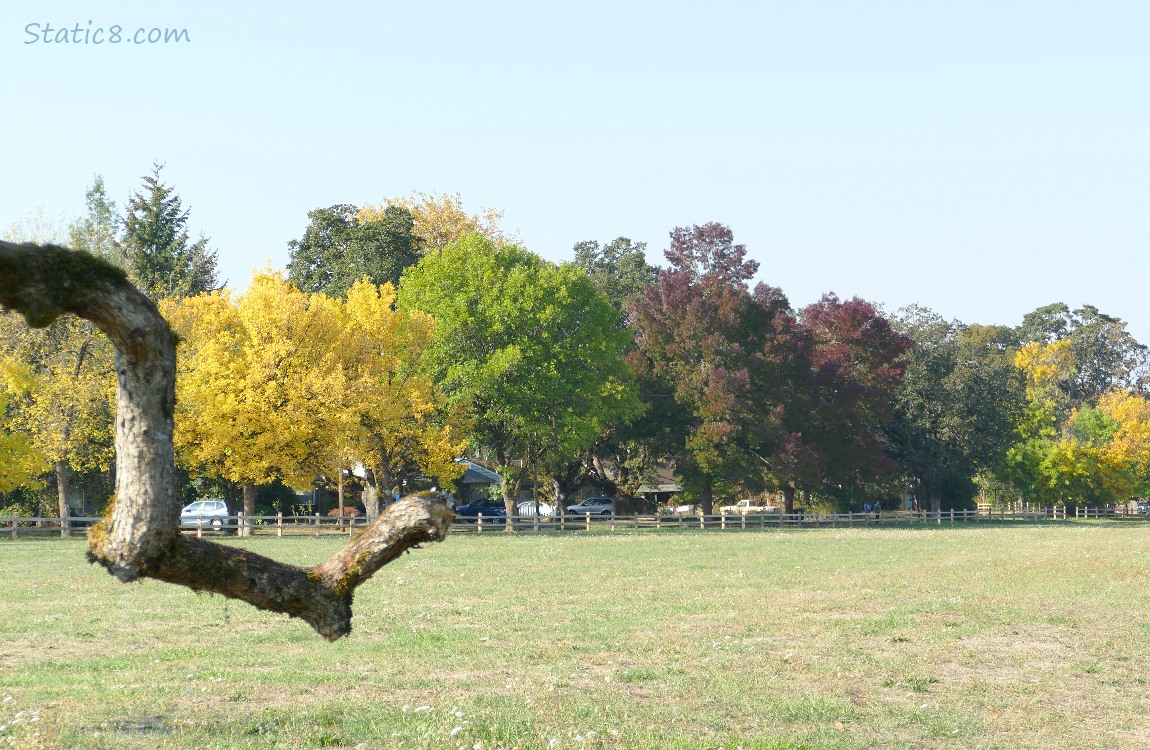 Autumn Trees