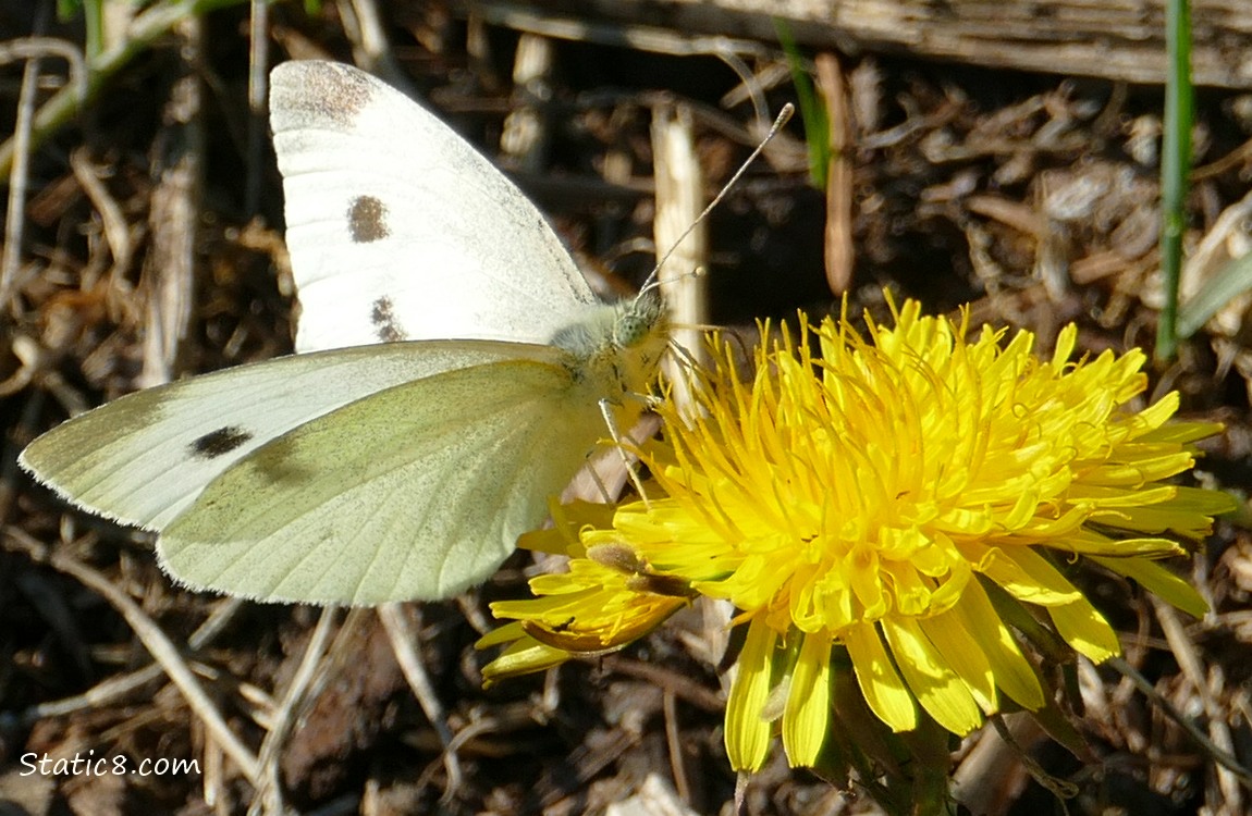 Cabbage White standing on a Dandelion bloom