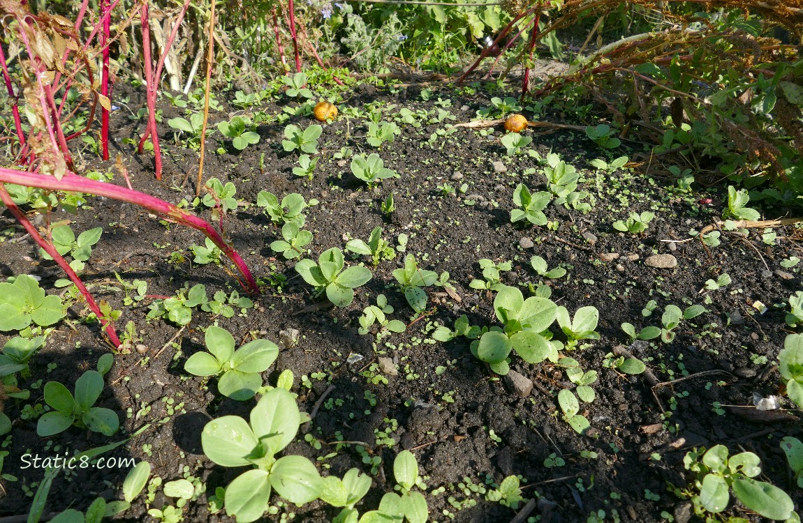 Fava Seedlings