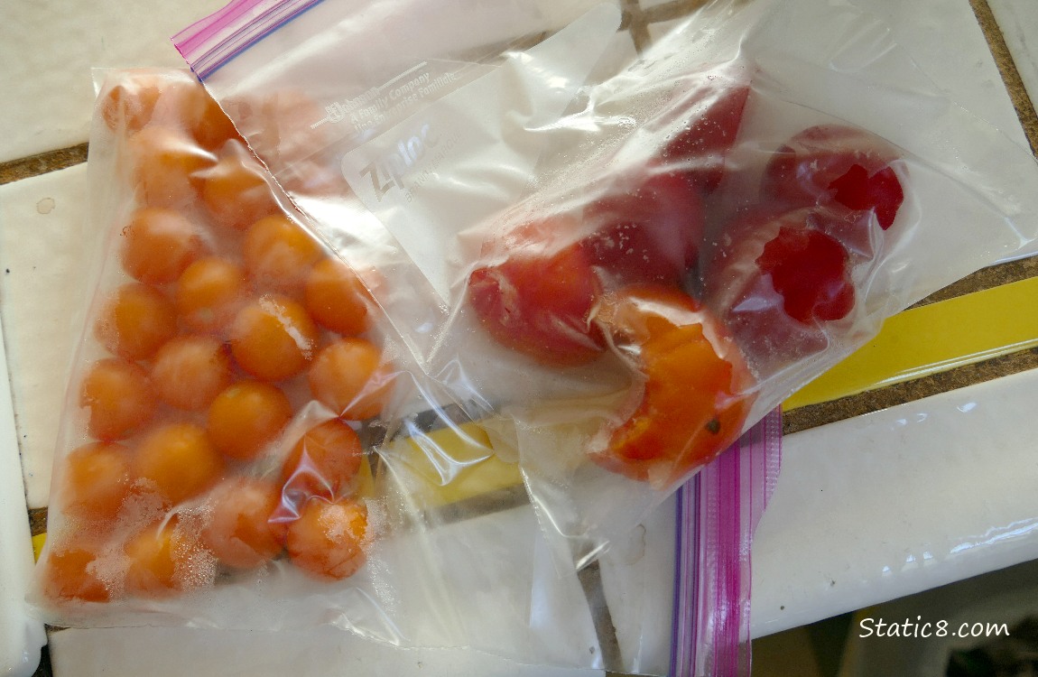 Frozen cherry tomatoes in ziplock bags on the counter