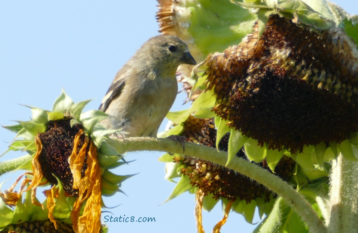 Goldfinch on a sunflower stalk