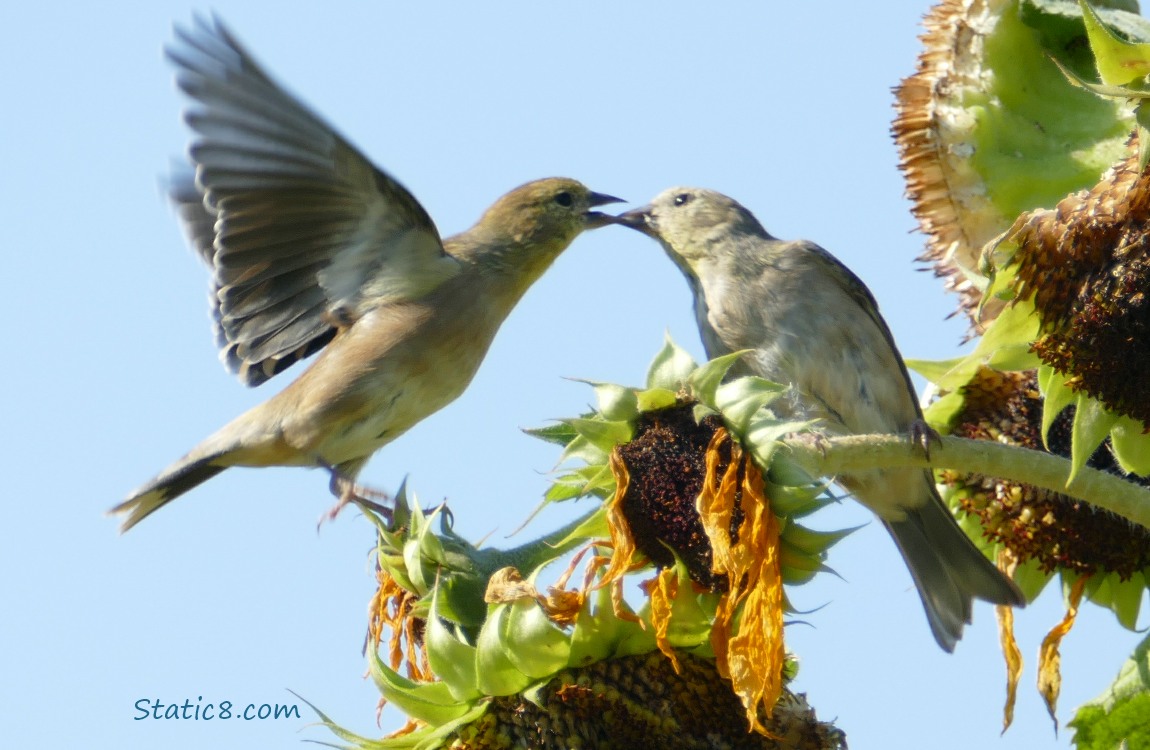 Two Goldfinches