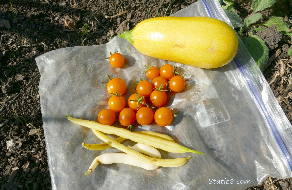 Harvested veggies laying on the ground