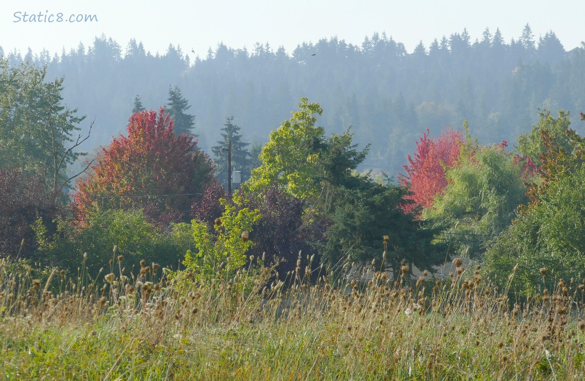 Trees on the hill