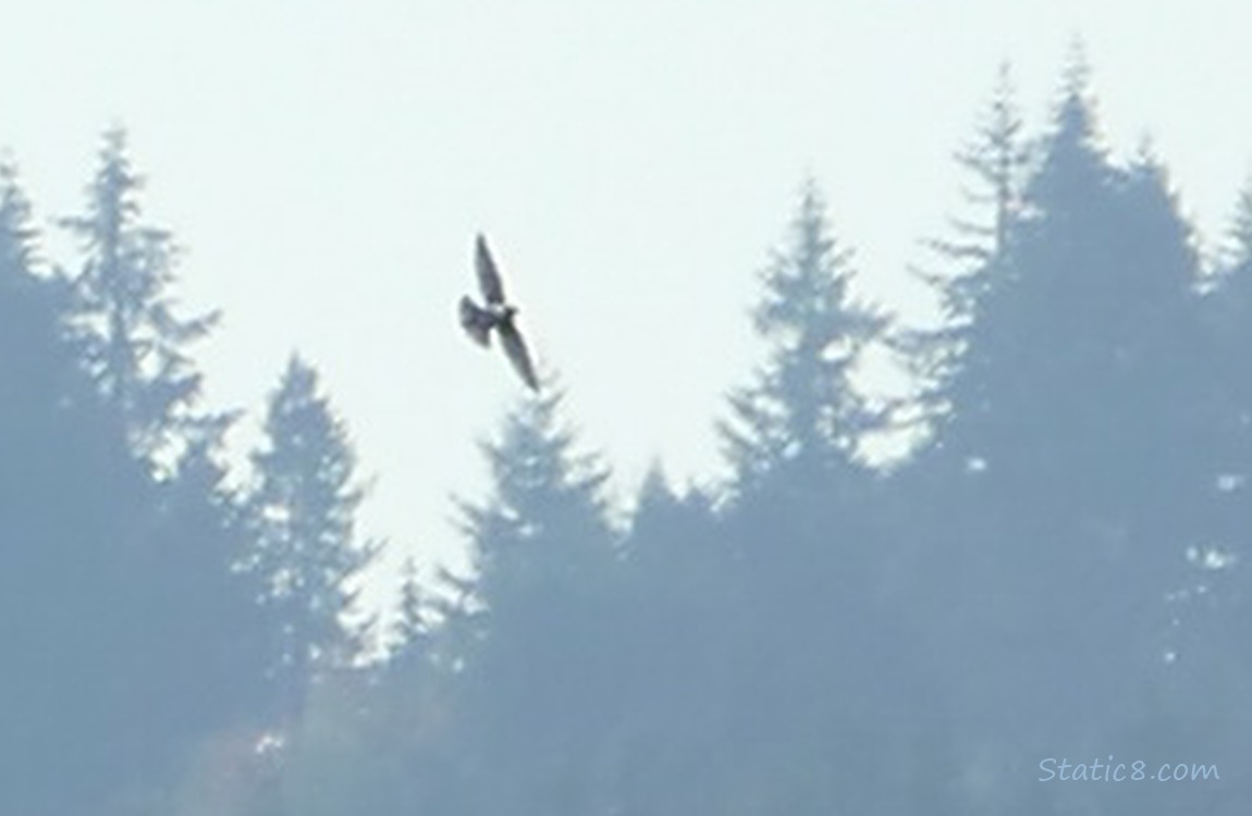 White Tail Kite in the distance