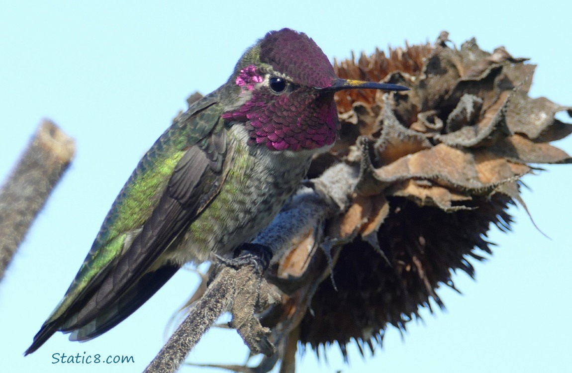 Male Anna Hummingbird, standing on a spent sunflower head