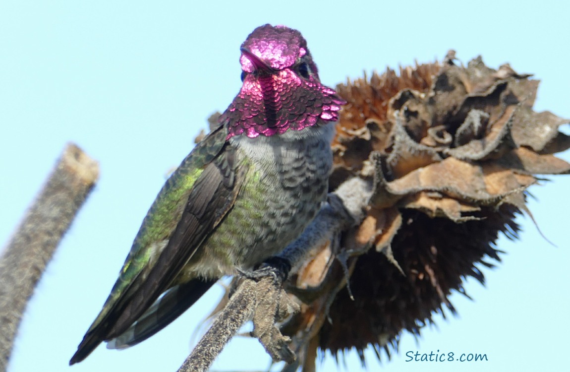 Male Anna Hummingbird, his head shining in the sun!