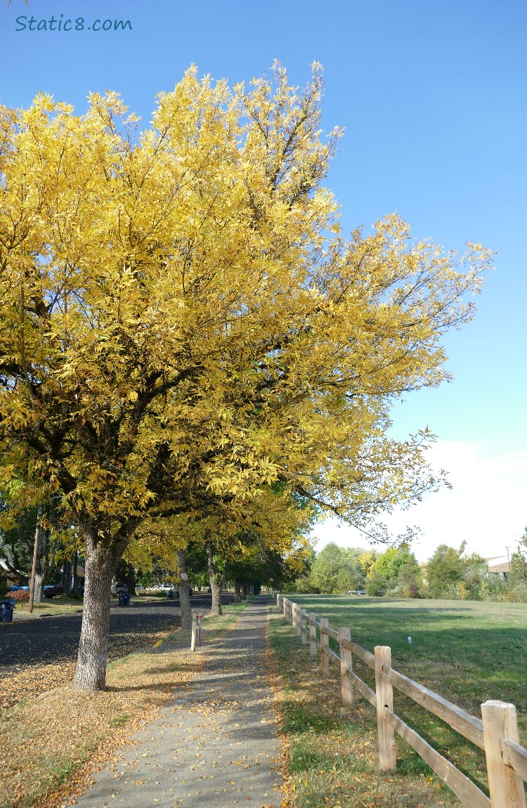 Sidewalk and wood fence under a autumn yellow tree