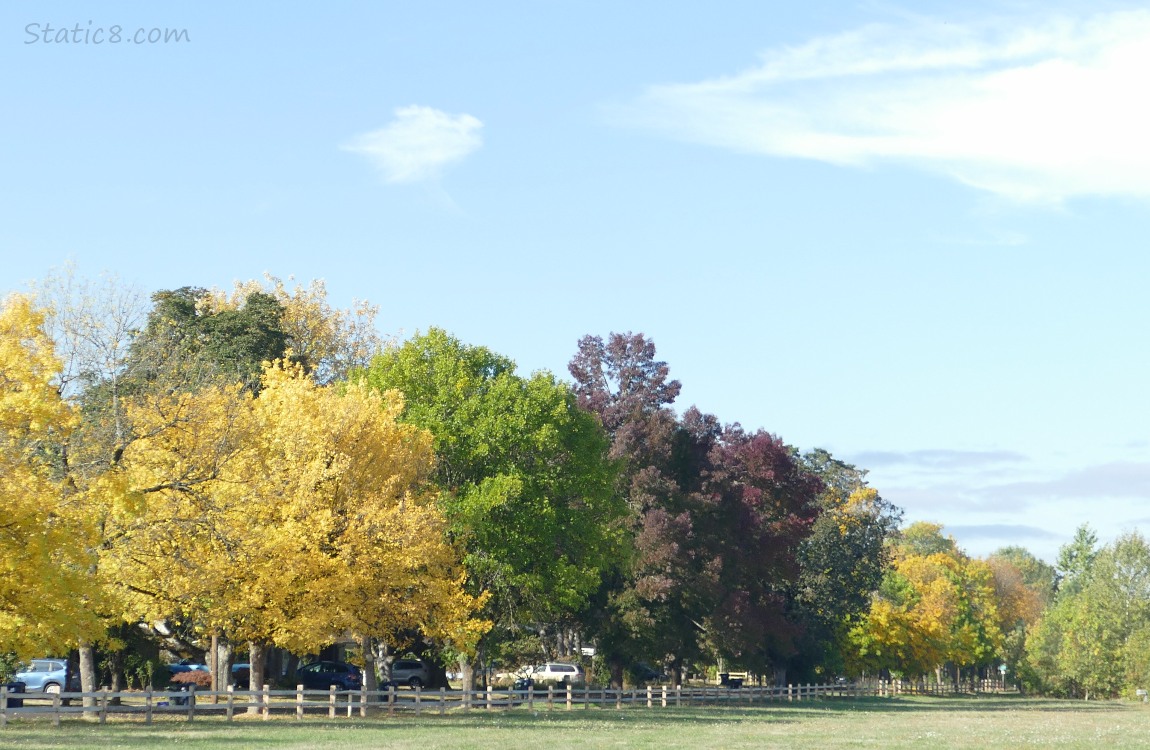 Autumn trees