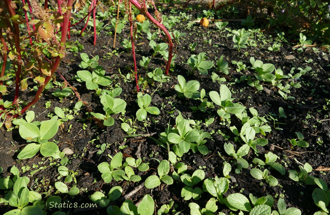 Fava seedlings coming up in the garden plot