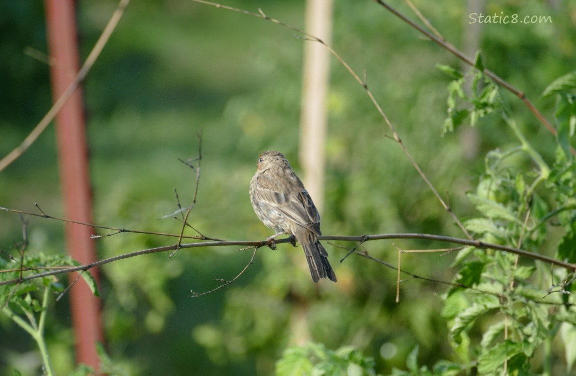 House Finch standing on a twig