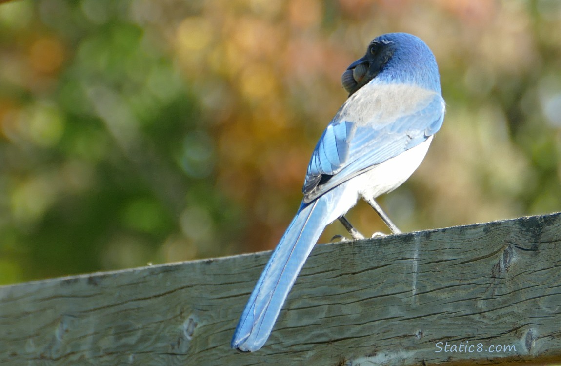 Scrub Jay standing on a wood fence with two nuts in her beak