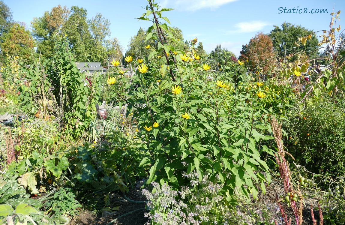 Garden plot