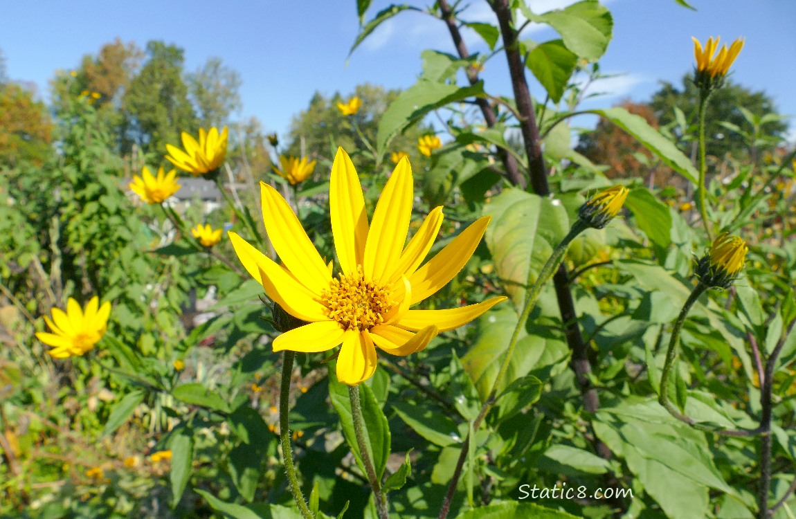 Sunchoke blooms