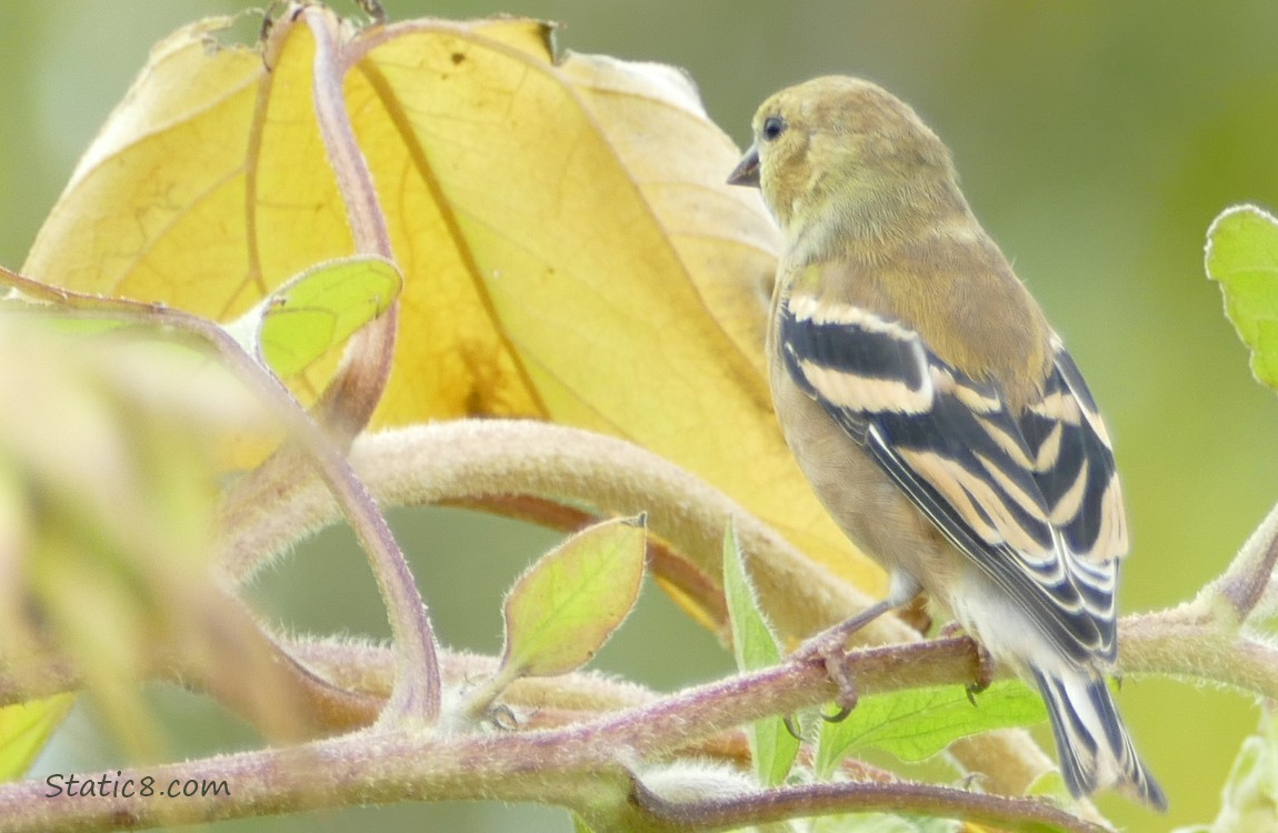 Goldfinch standing on a sunflower stalk