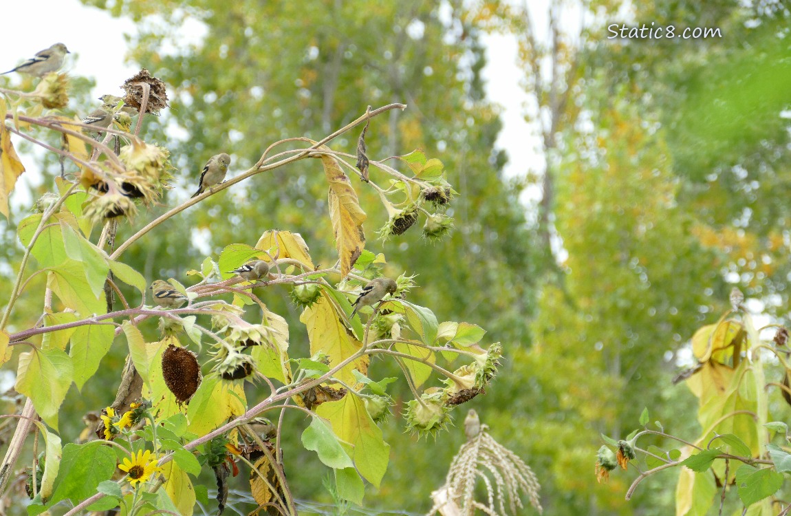 Goldfinches on sunflowers