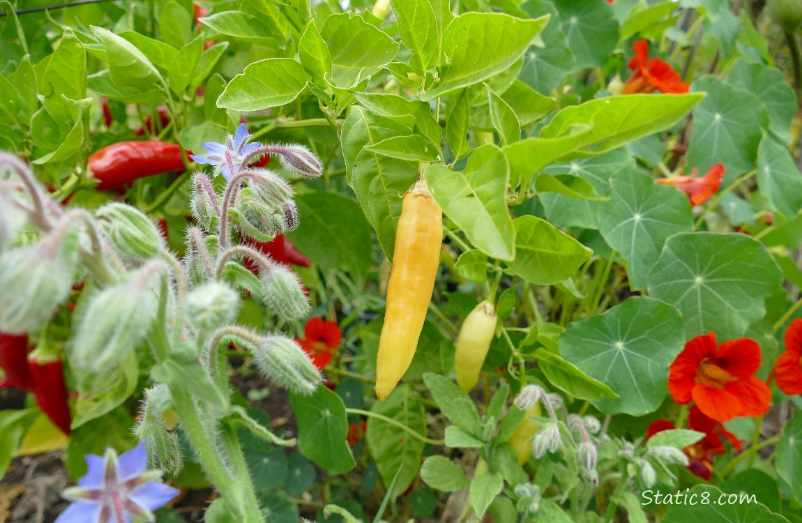 Peppers with Nasturtium and Borage blooms