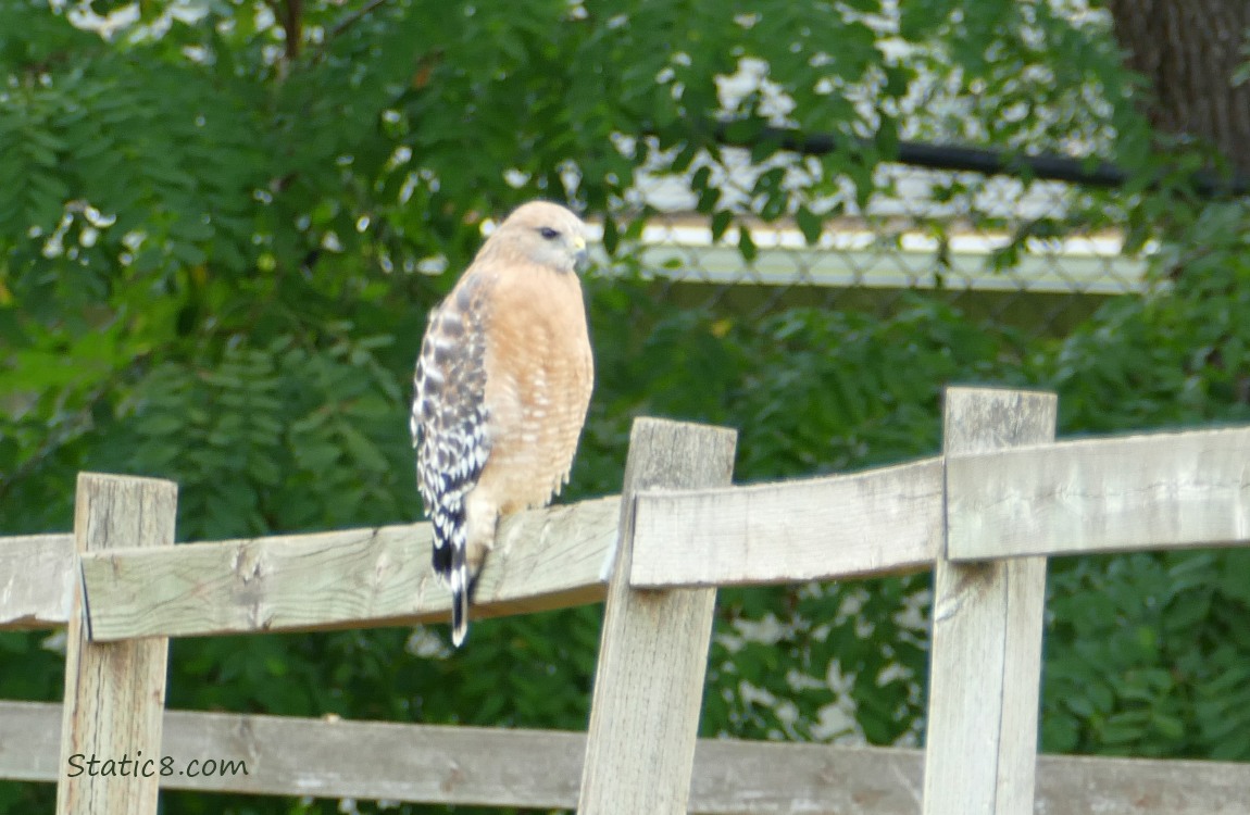 Red Shoulder Hawk standing on a wood fence