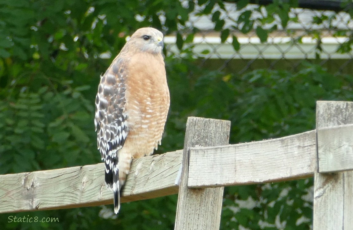 Red Shoulder Hawk standing on a wood fence