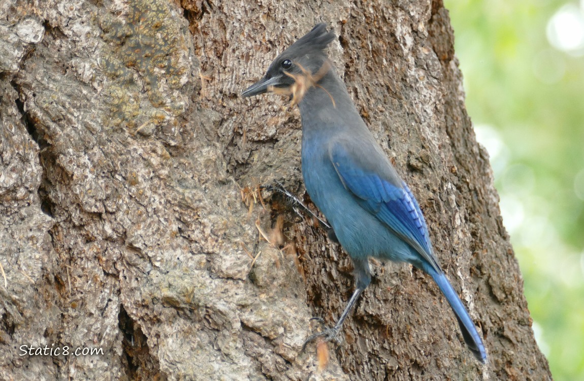 Steller Jay standing on the side of a tree trunk