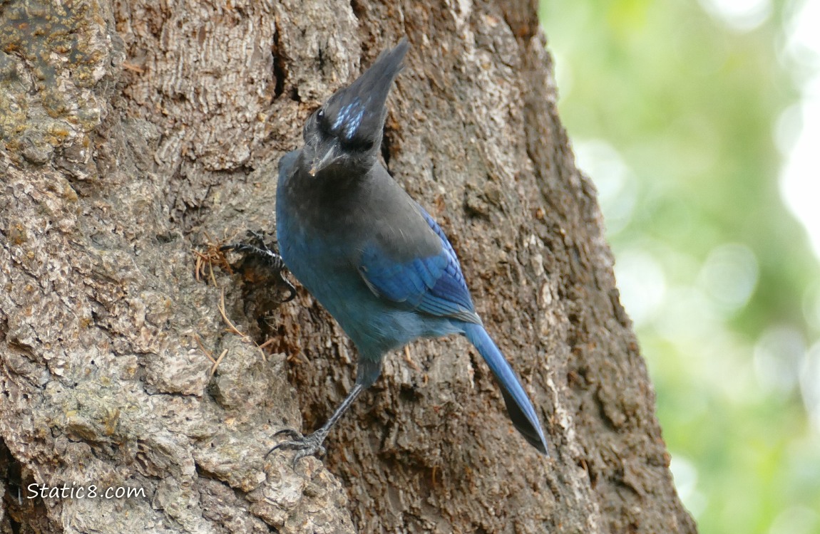 Steller Jay standing on the side of a tree trunk