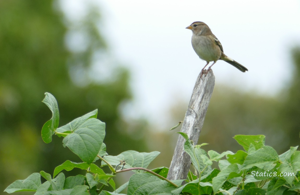 White Crown Sparrow standing on a wood post above a bean plant