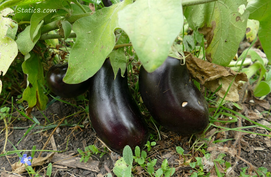 Aubergines growing on the plant