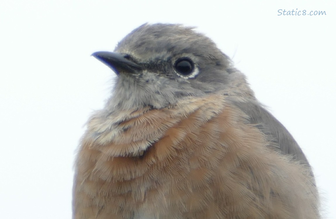 Close up of a Bluebird, grey sky in the background