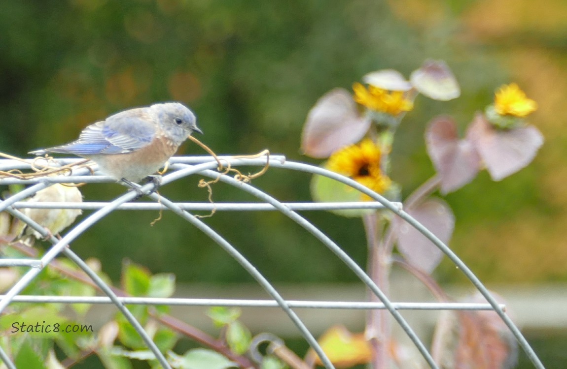 Bluebird standing on a wire trellis with sunflowers in the background