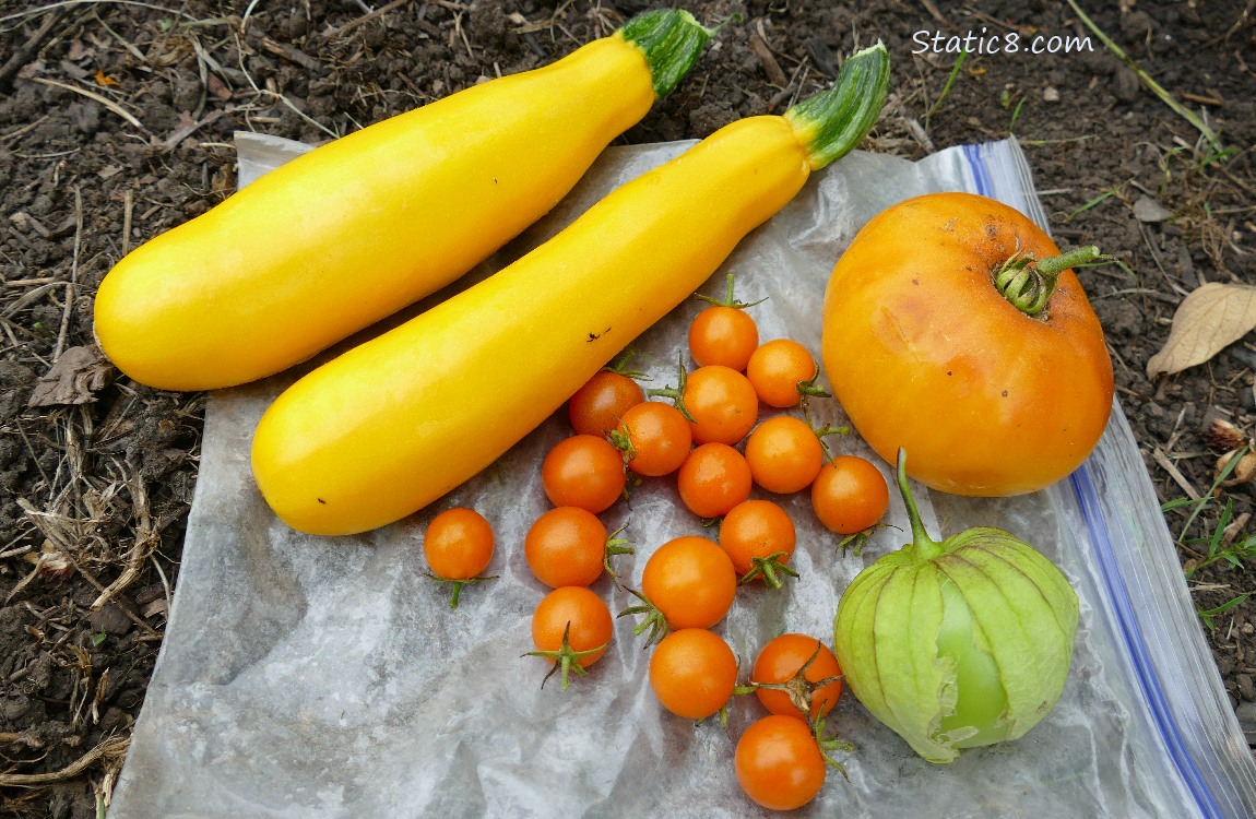 Harvested Veggies laying on the ground