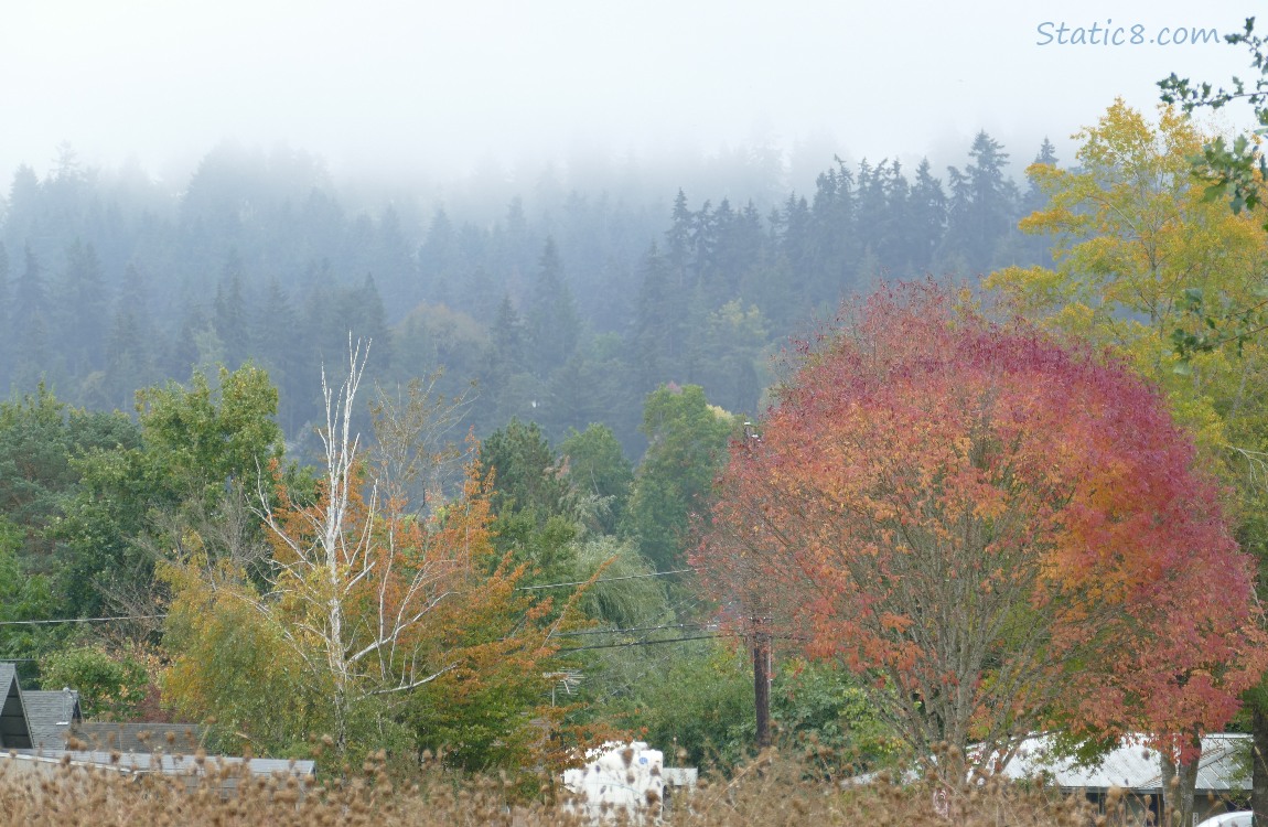 trees on the hill