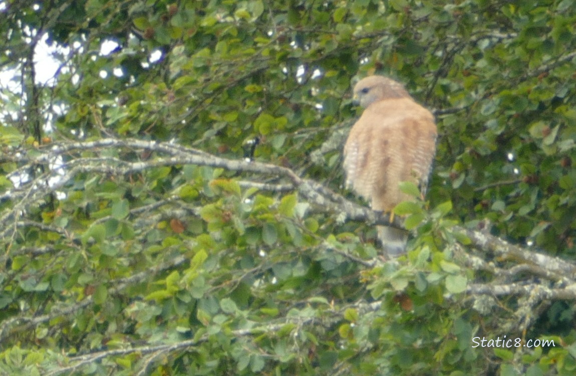 Red Shoulder Hawk standing in a tree